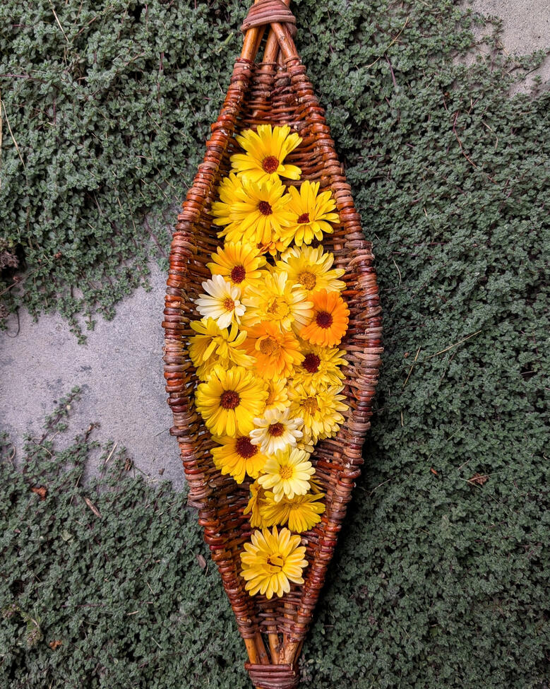 Harvest Vessel A woven willow harvest boat, holding calendula flowers.