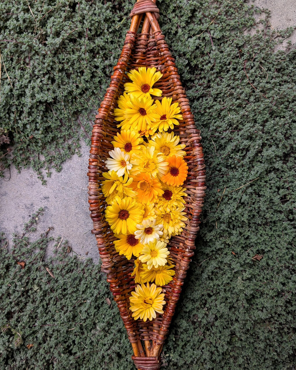 A woven willow harvest boat, holding calendula flowers.