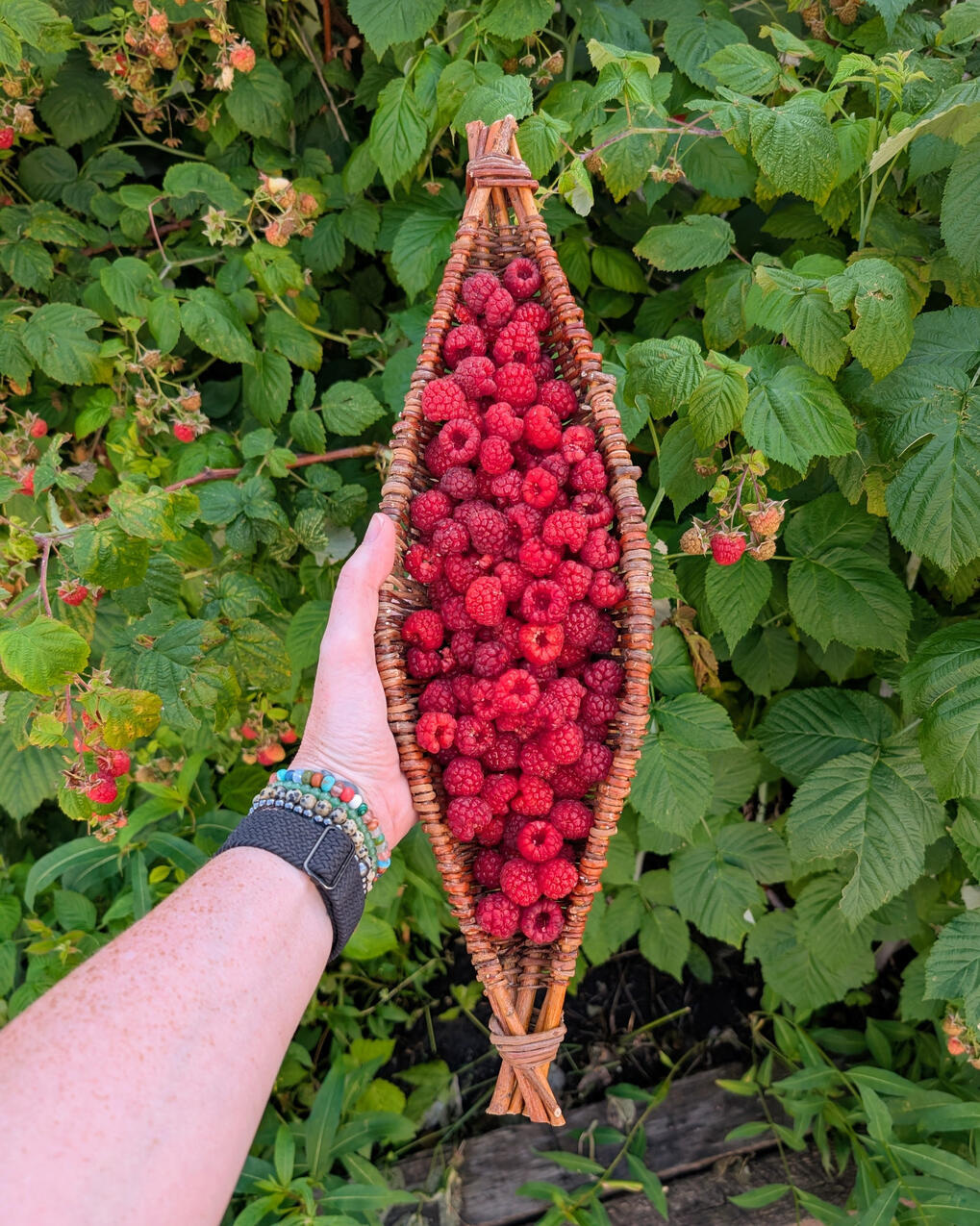 Hand holding willow harvest basket full of raspberries with bushes behind.